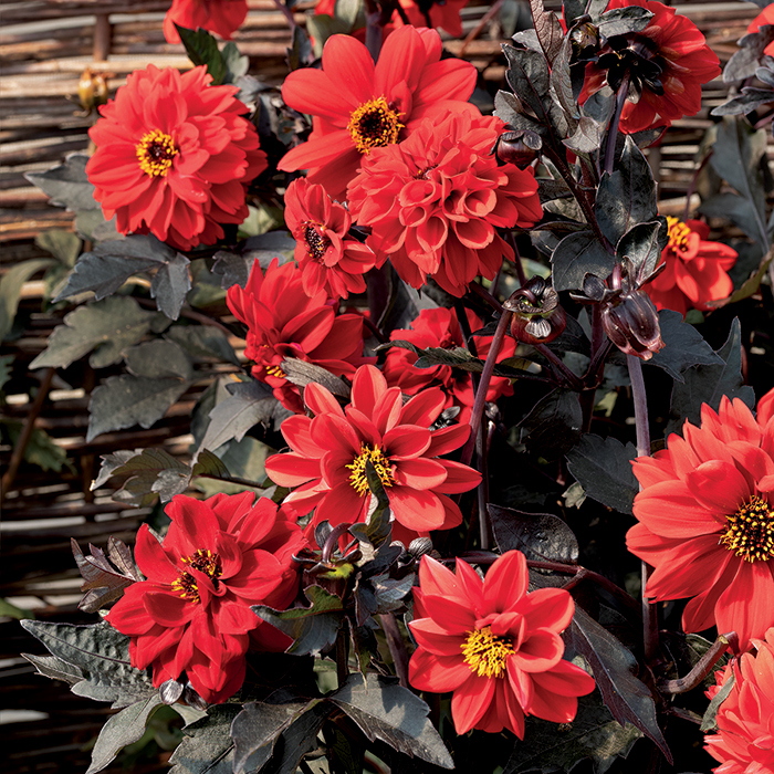 Dahlia Black Forrest Ruby 30  frö,får knölar som kan övervintras - 2