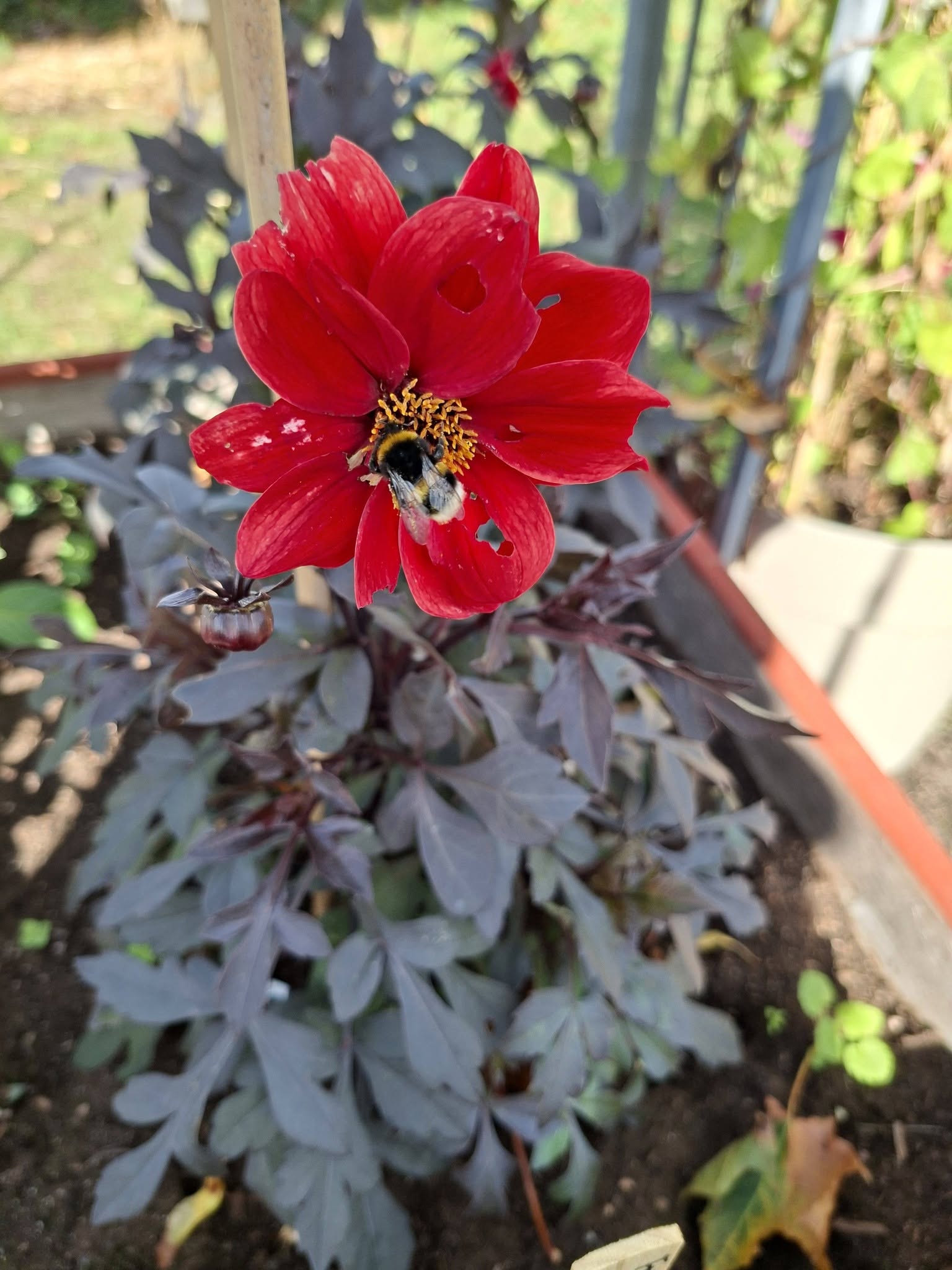 Dahlia Black Forrest Ruby 30  frö,får knölar som kan övervintras - 4