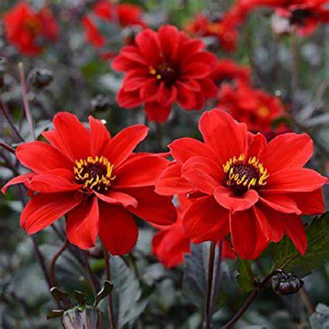 Dahlia Black Forrest Ruby 30  frö,får knölar som kan övervintras