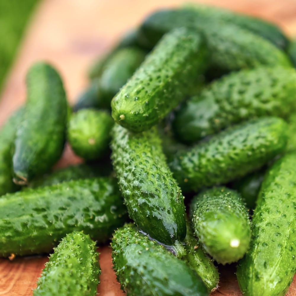 Gurka 'Cornichon de Paris' - Inläggningsgurka