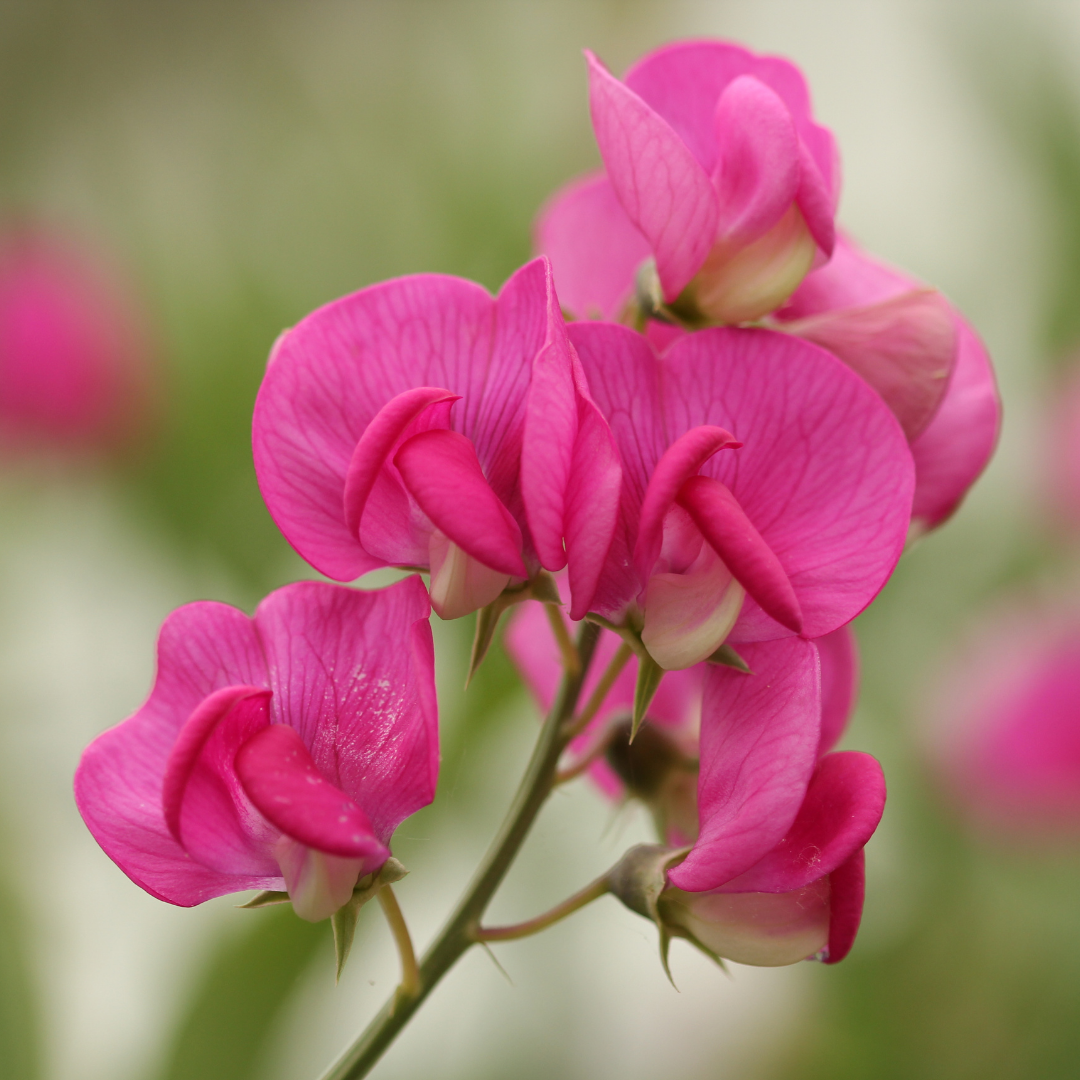 Luktärt - Elegance Lipstick Ultra - Snittblomsodling