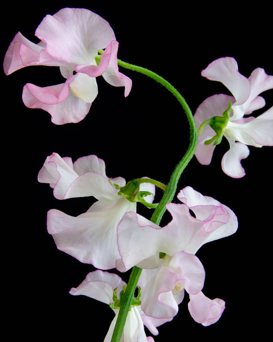 Luktärt - Pink Ripple - Snittblomsodling