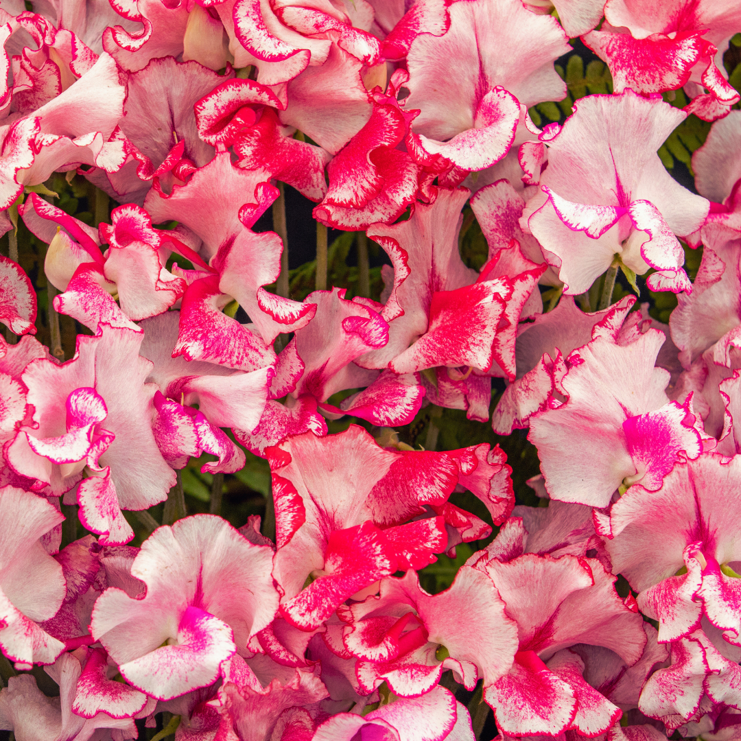 Luktärt - Pink Ripple - Snittblomsodling