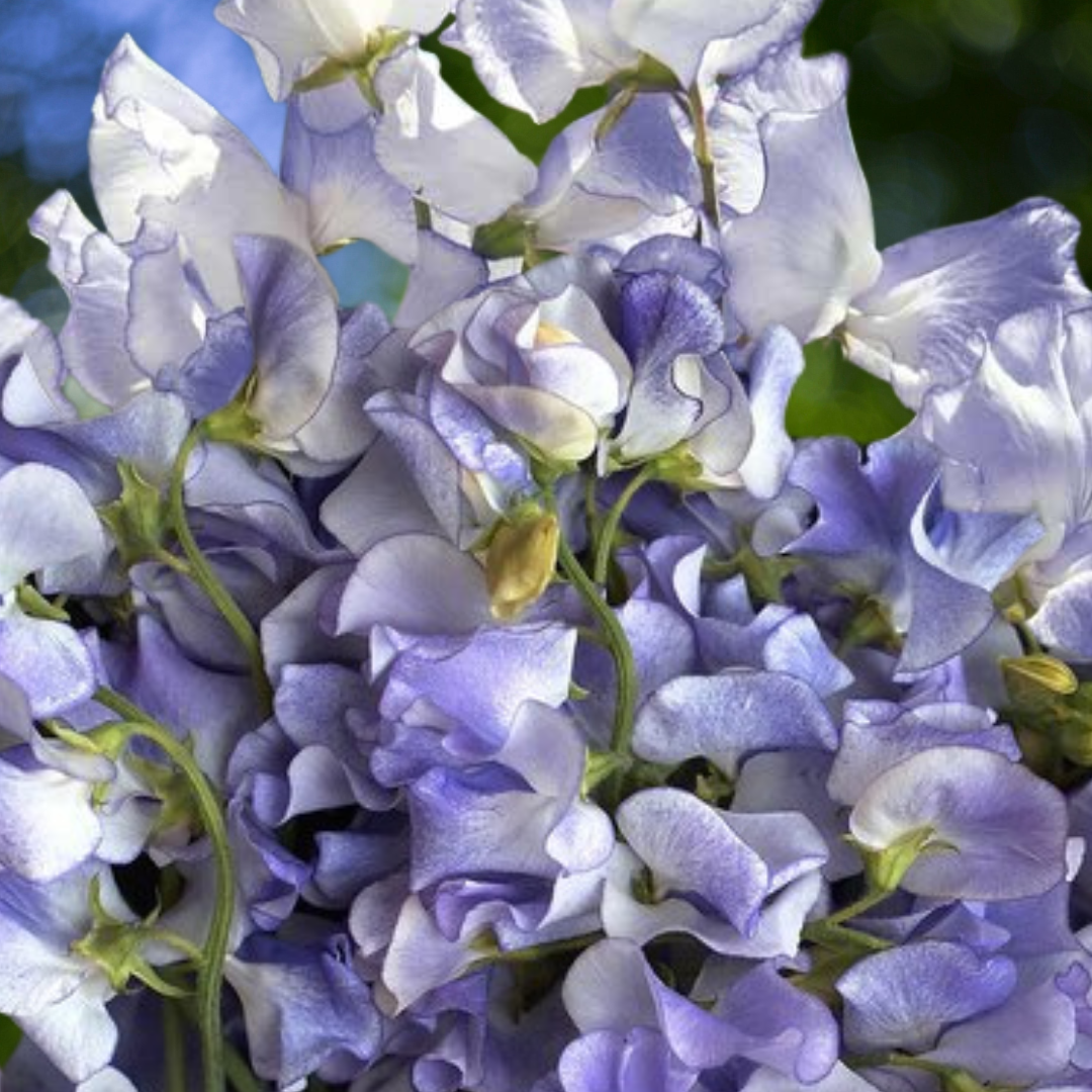 Luktärt - Blue Ripple - Snittblomsodling