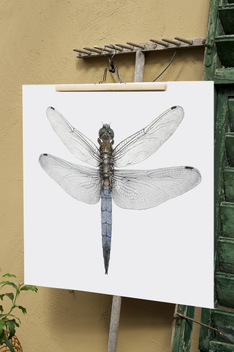  ART PRINT DRAGONFLY 50x50