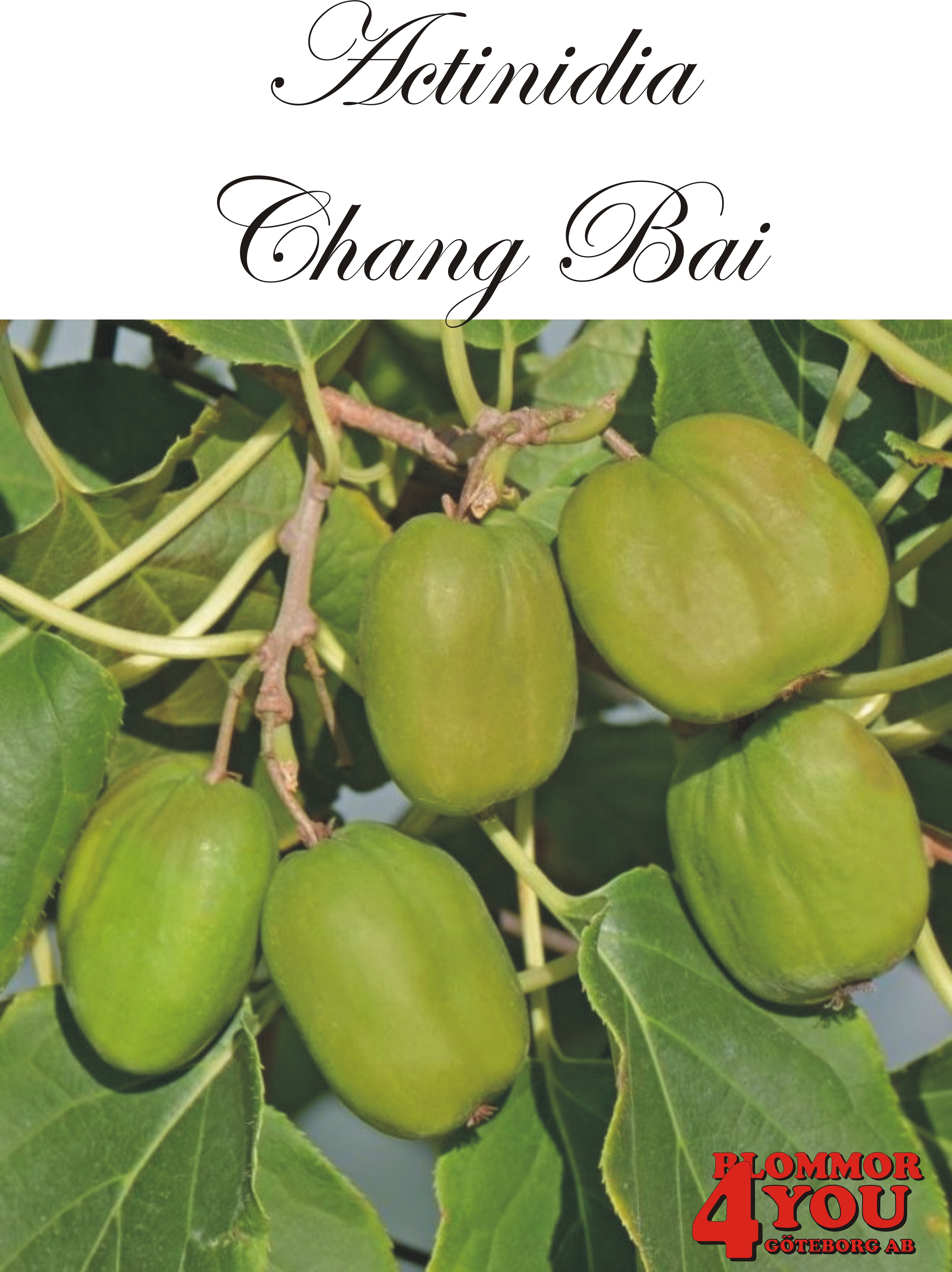 Actinidia (Minikiwi) Chang Bai A-kv C2  Planta 80-100 cm