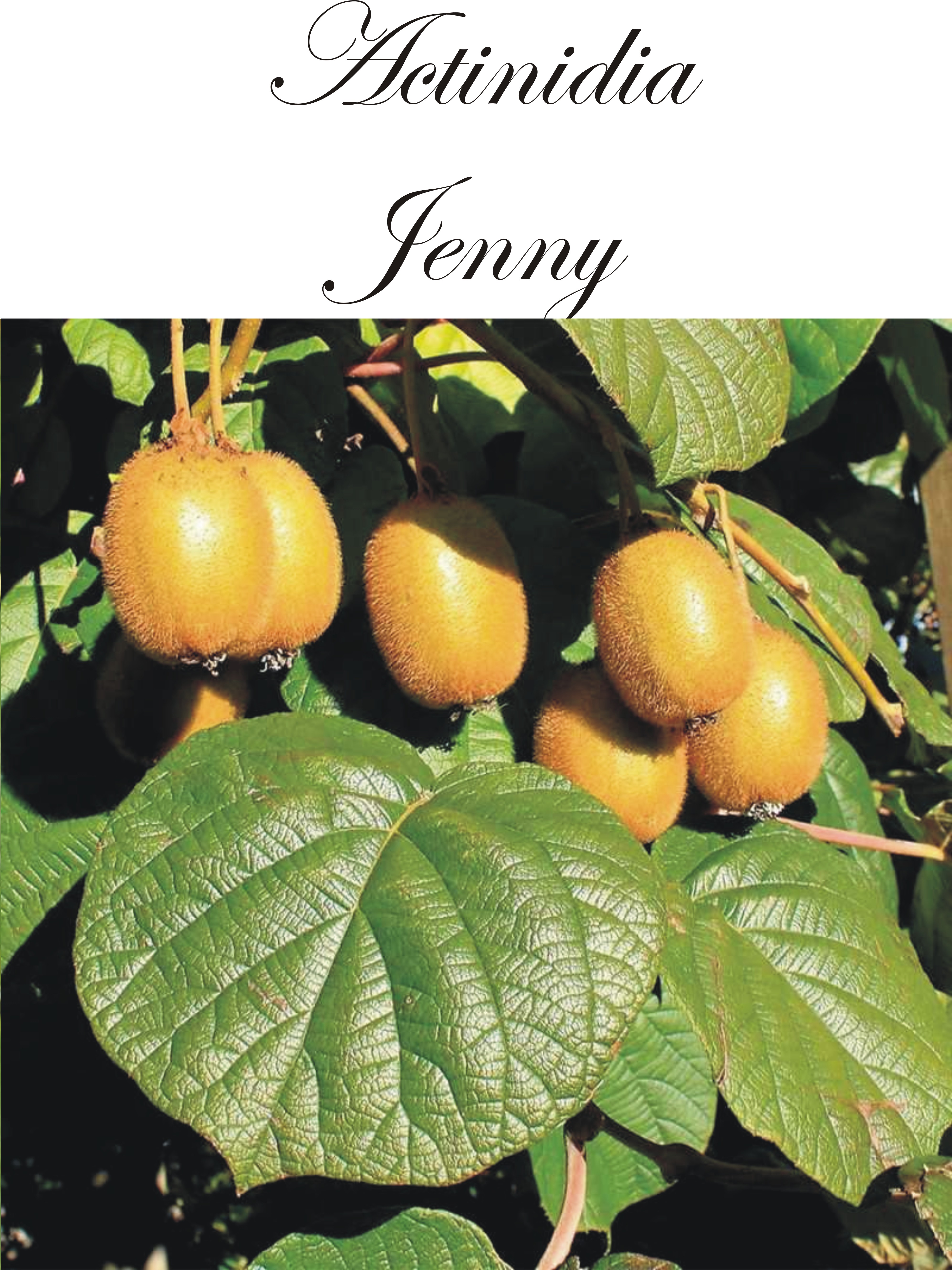 Actinidia deliciosa Jenny A-kv C2  Planta 80-100 cm