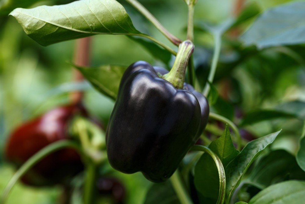 Frö till Svart paprika 'Andromeda'