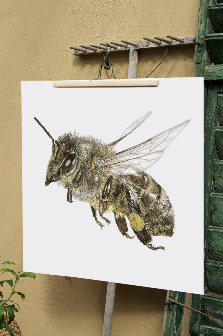 ART PRINT HONEY BEE 50x50 - 2
