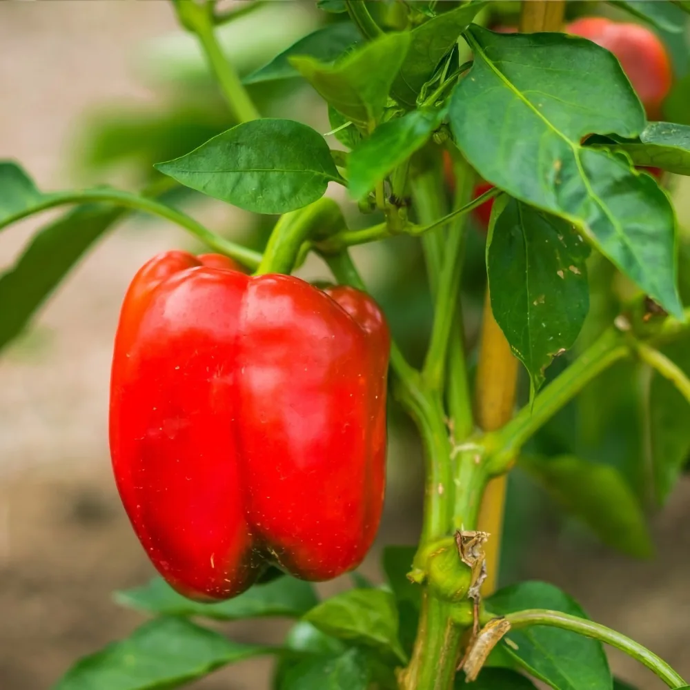 Röd paprika 'Granova'