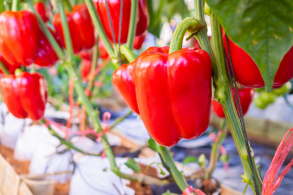 Frö till Röd paprika 'Granova'
