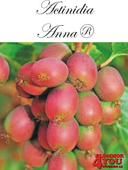 Actinidia (Minikiwi) Anna® (Ananasnaia)   A-kv C2 Planta 80-100 cm