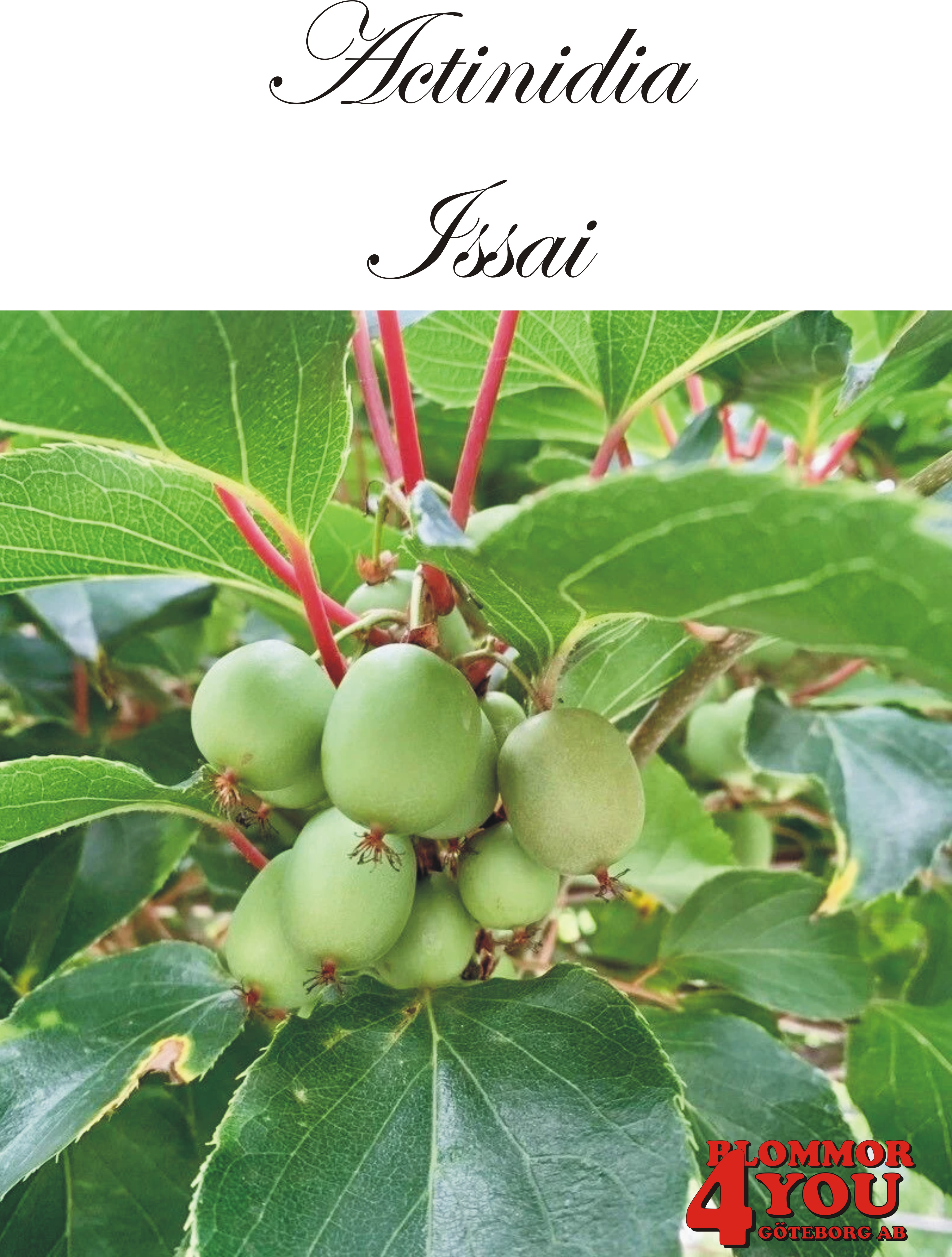 Actinidia (Minikiwi) Issai A-kv C2  Självfertil Planta 80-100 cm
