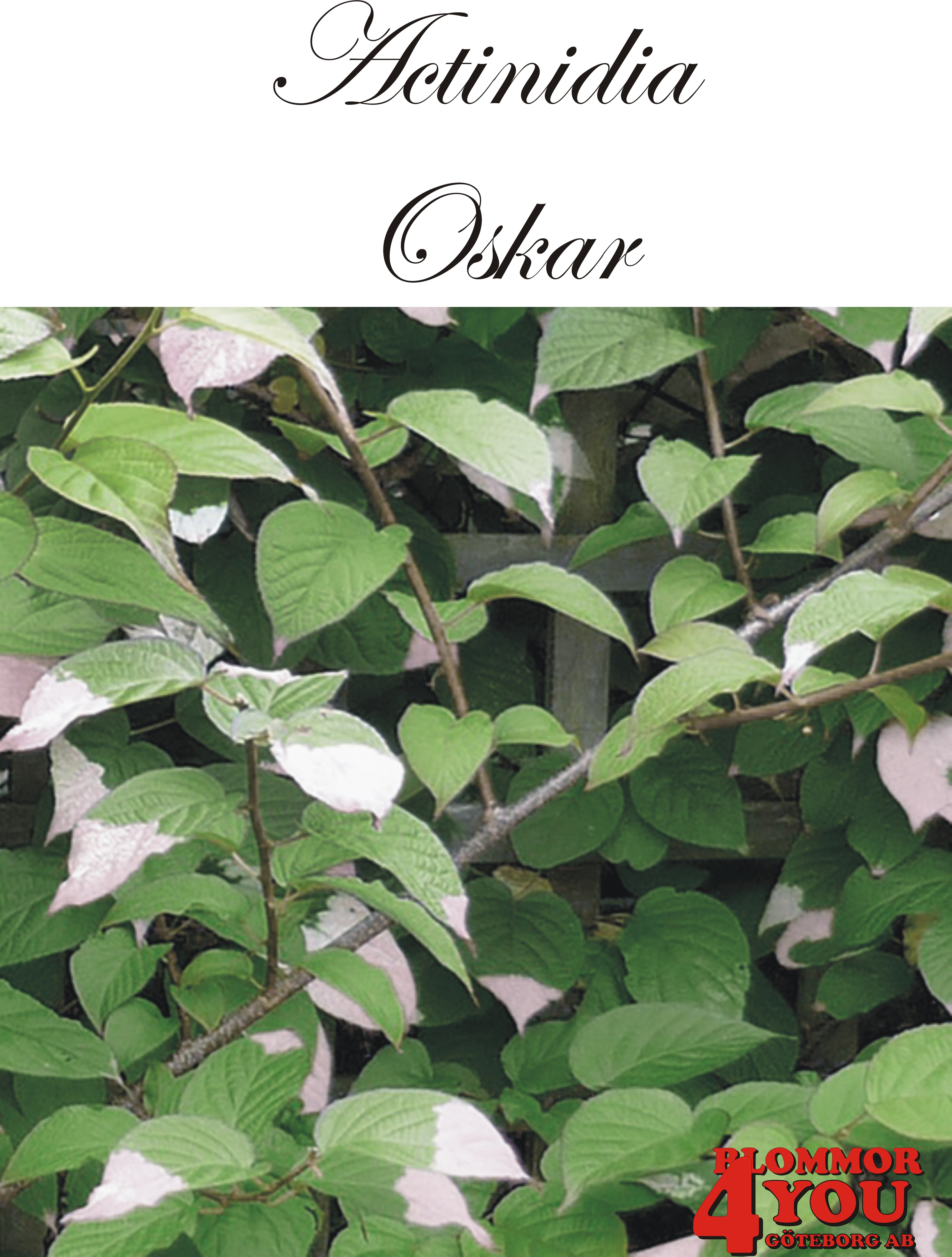 Actinidia (Minikiwi) Oskar A-kv C2  Planta 80-100 cm