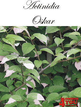 Actinidia (Minikiwi) Oskar A-kv C2  Planta 80-100 cm