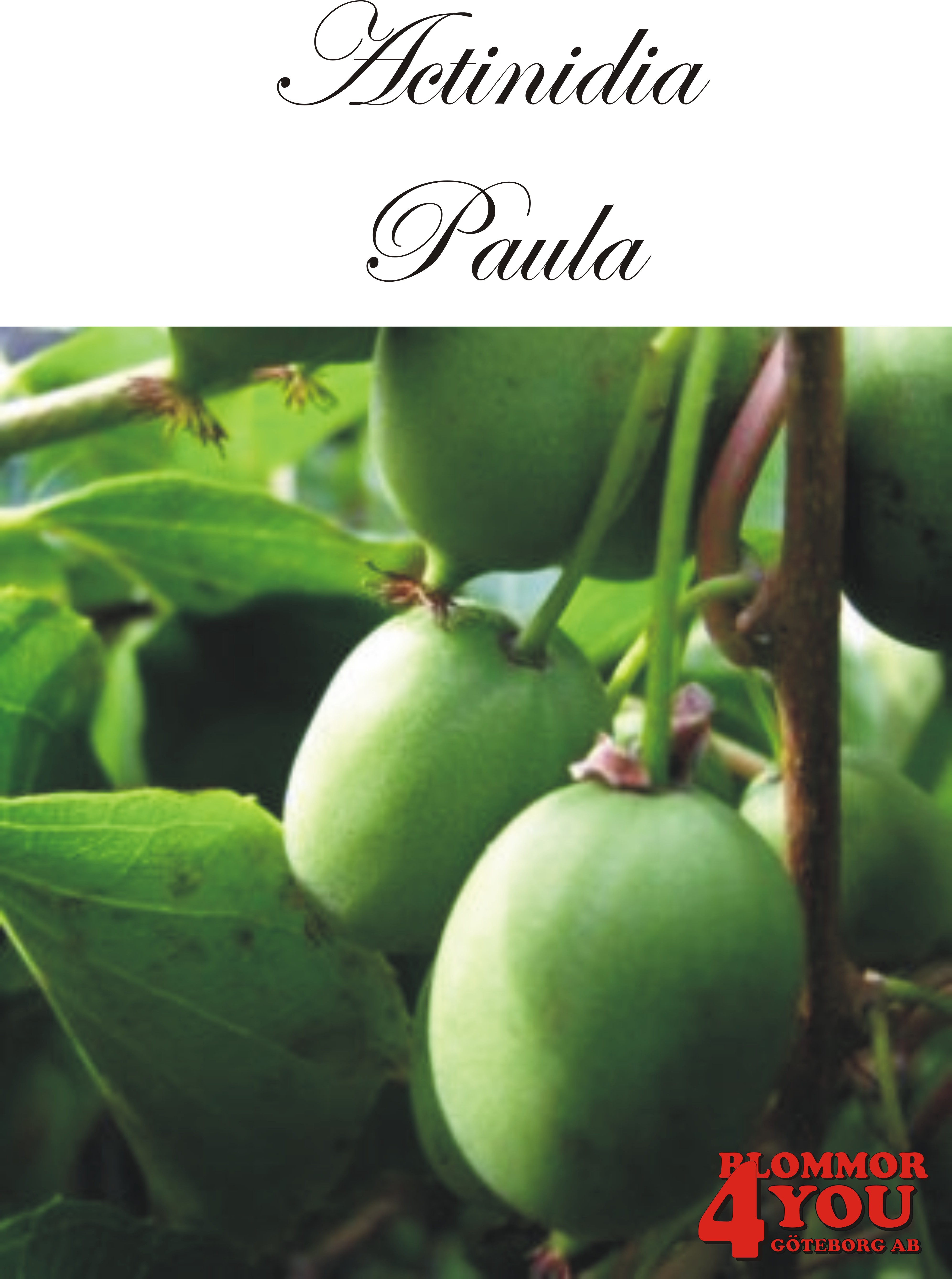 Actinidia (Minikiwi) Paula   A-kv C2  Planta 80-100 cm