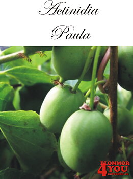 Actinidia (Minikiwi) Paula   A-kv C2  Planta 80-100 cm