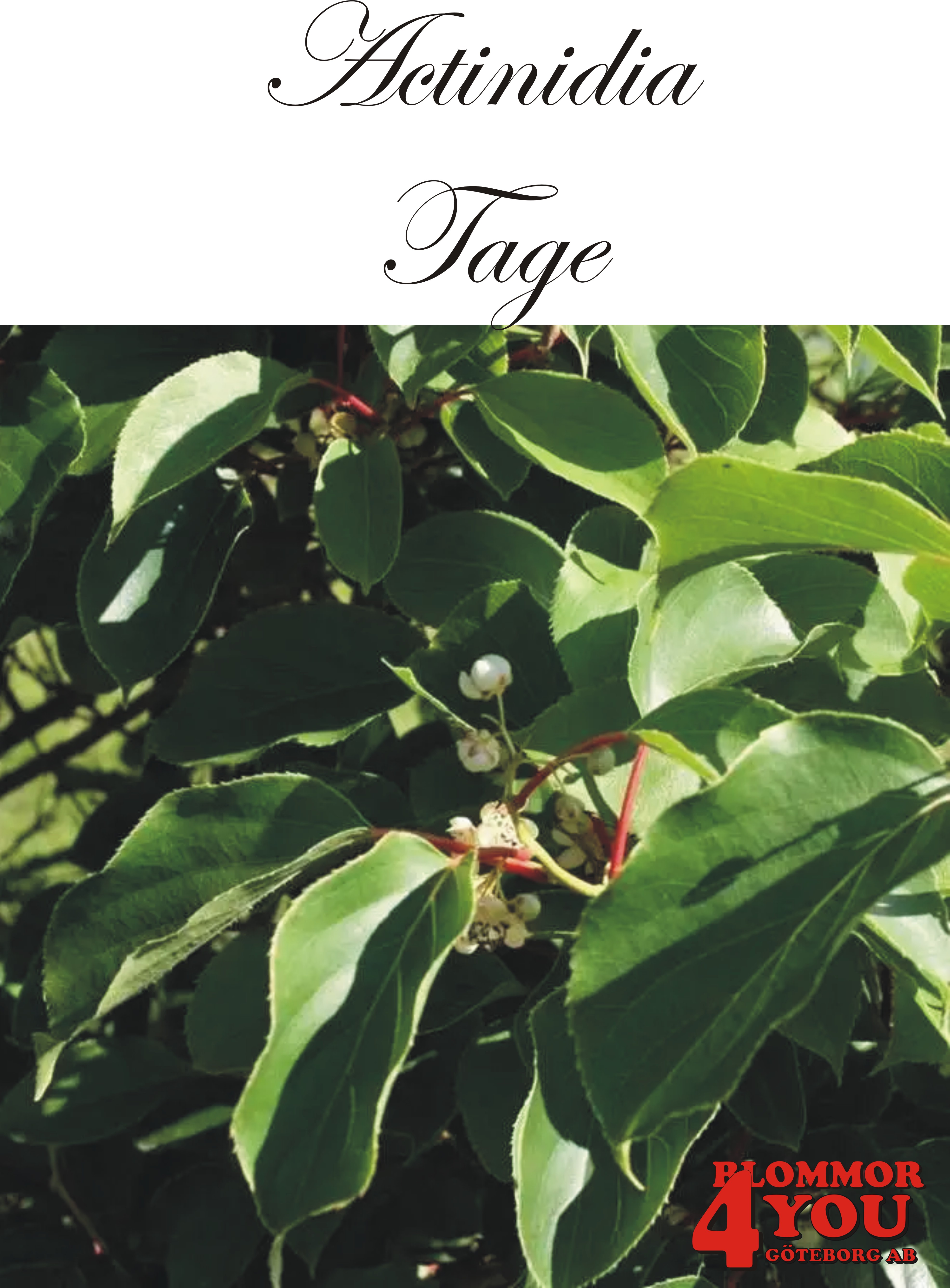 Actinidia (Minikiwi) Tage   A-kv C2  Planta 80-100 cm