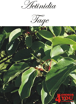Actinidia (Minikiwi) Tage   A-kv C2  Planta 80-100 cm