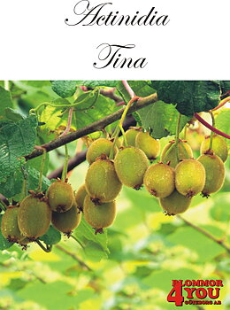 Actinidia (Minikiwi) Tina   A-kv C2  Planta 80-100 cm