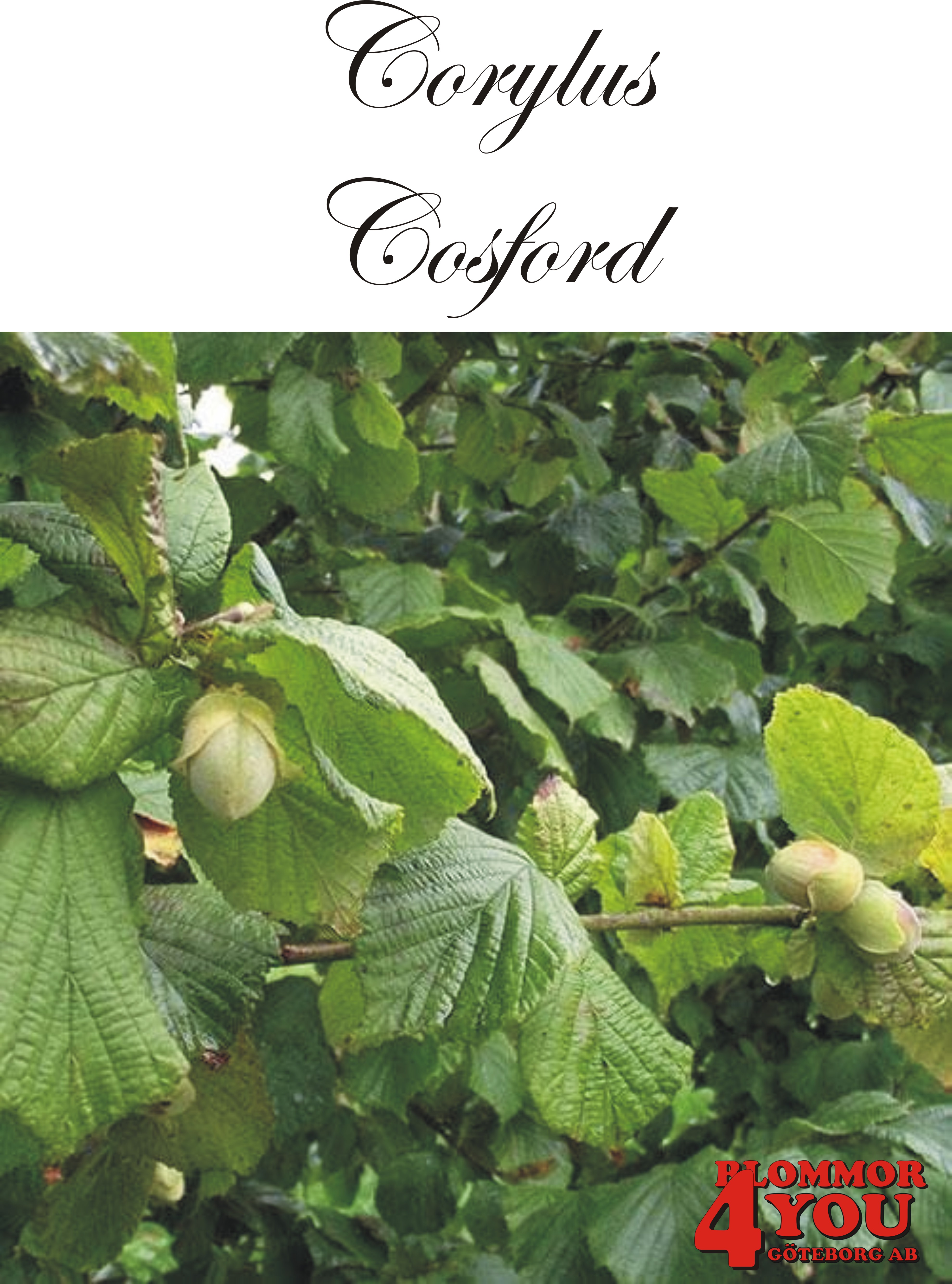 Corylus (Hasselnöt) Cosford   (CAC) Busk Co