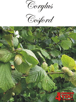 Corylus (Hasselnöt) Cosford   (CAC) Busk Co