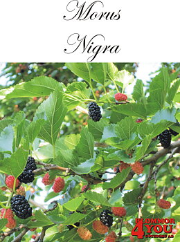 Morus nigra  60-80  C5