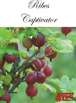 Krusbär  Ribes (Grossularia) Captivator   Busk C3,5
