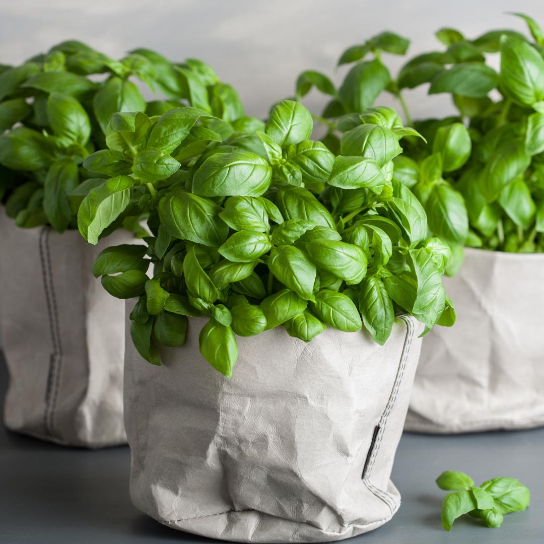 Ekologisk Basilika - Italiano Classico