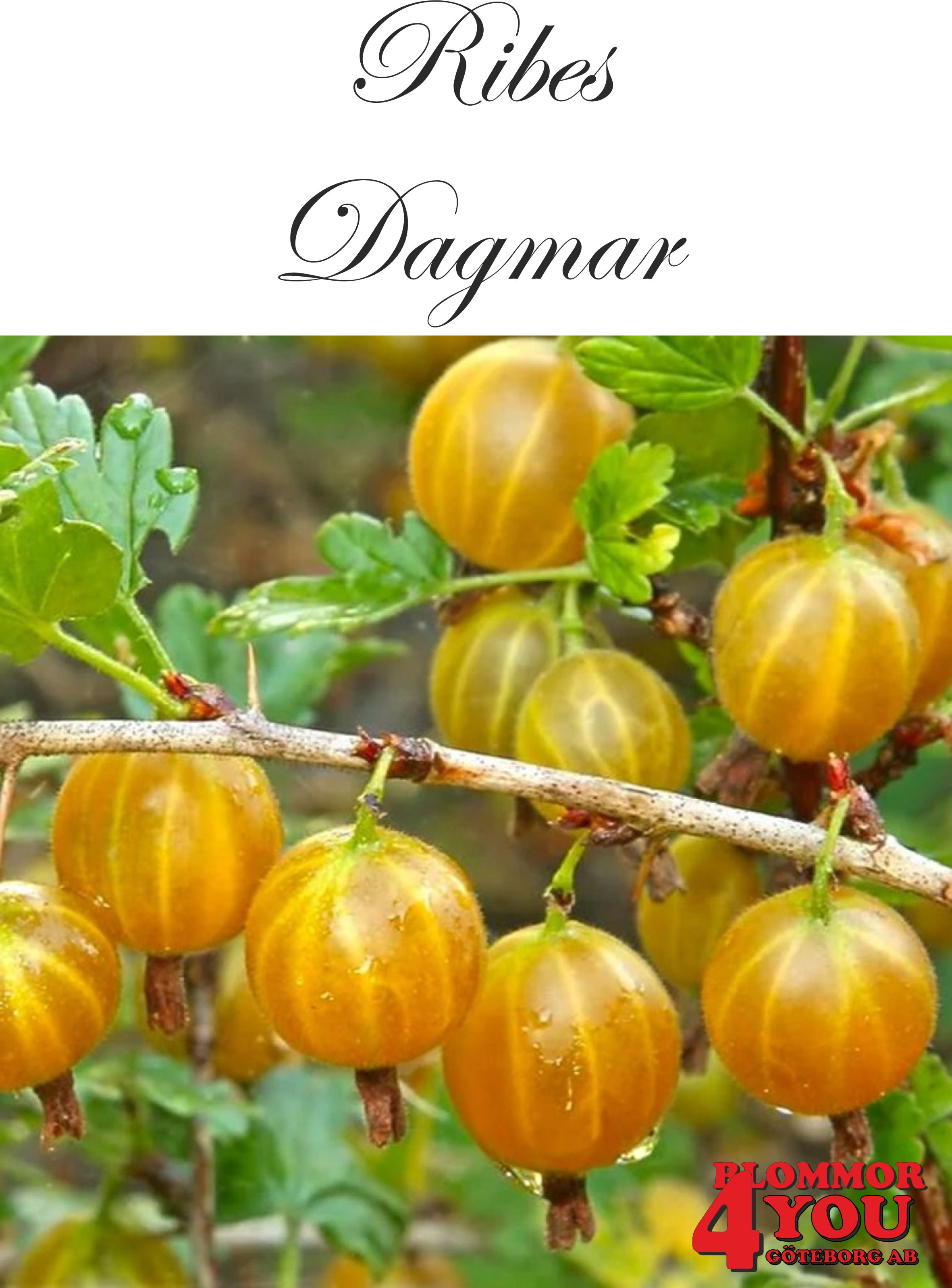 Krusbär  Ribes (Grossularia-Gruppen) Dagmar E   Busk C3,5