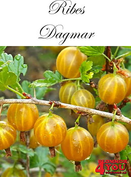 Krusbär  Ribes (Grossularia-Gruppen) Dagmar E   Busk C3,5