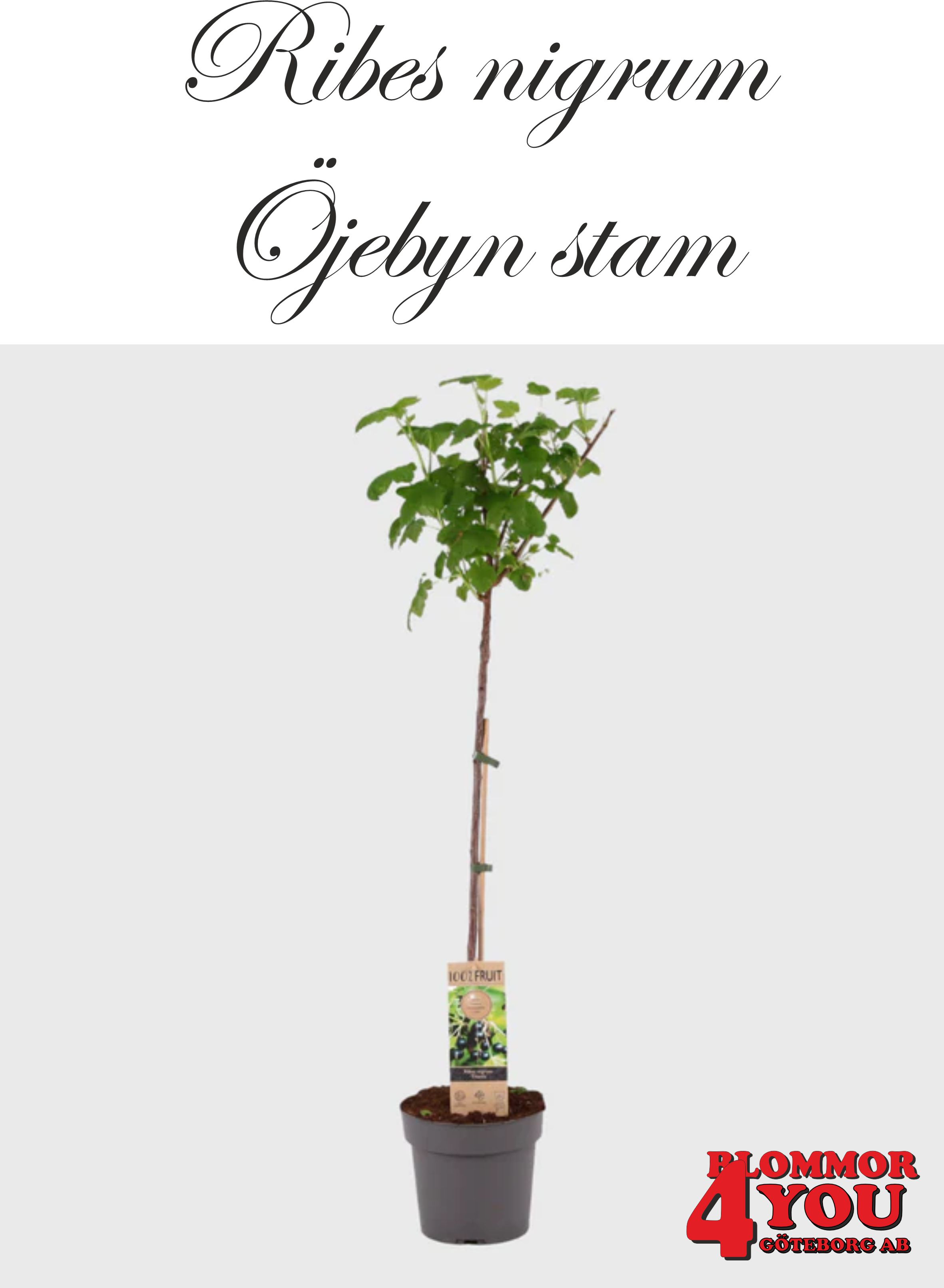 Ribes nigrum  (Svarta vinbär)    ÖJEBYN     (cert) E   Stam Co  C5 - 2