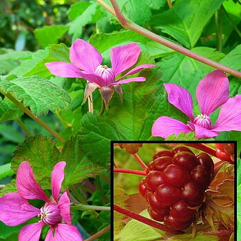 Allåkerbär  Rubus arcticus ssp.  stellarc. Anna (CAC)    A-kv Co   C 2
