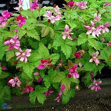 Allåkerbär  Rubus arcticus ssp.  stellarc. Linda (CAC)    A-kv Co   C 2