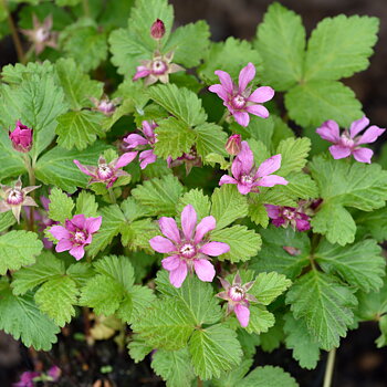 Allåkerbär  Rubus arcticus ssp.  stellarc. Sofia (CAC)    A-kv Co   C 2