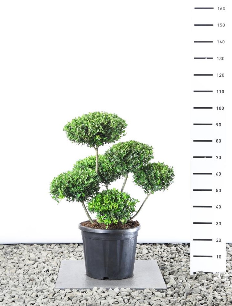 Ilex Grenata "Green Hedge"  70-80 cm 