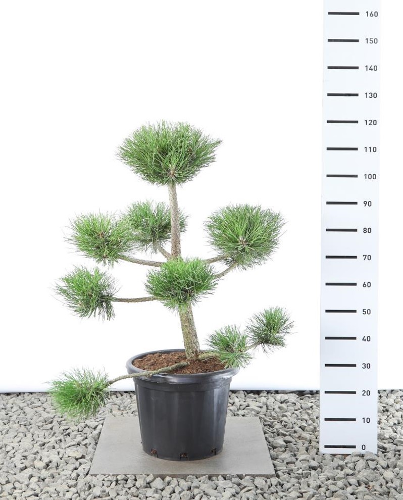 Pinus nigra nigra 80-100 cm
