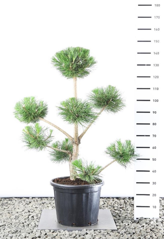 Pinus nigra nigra  100-125 cm