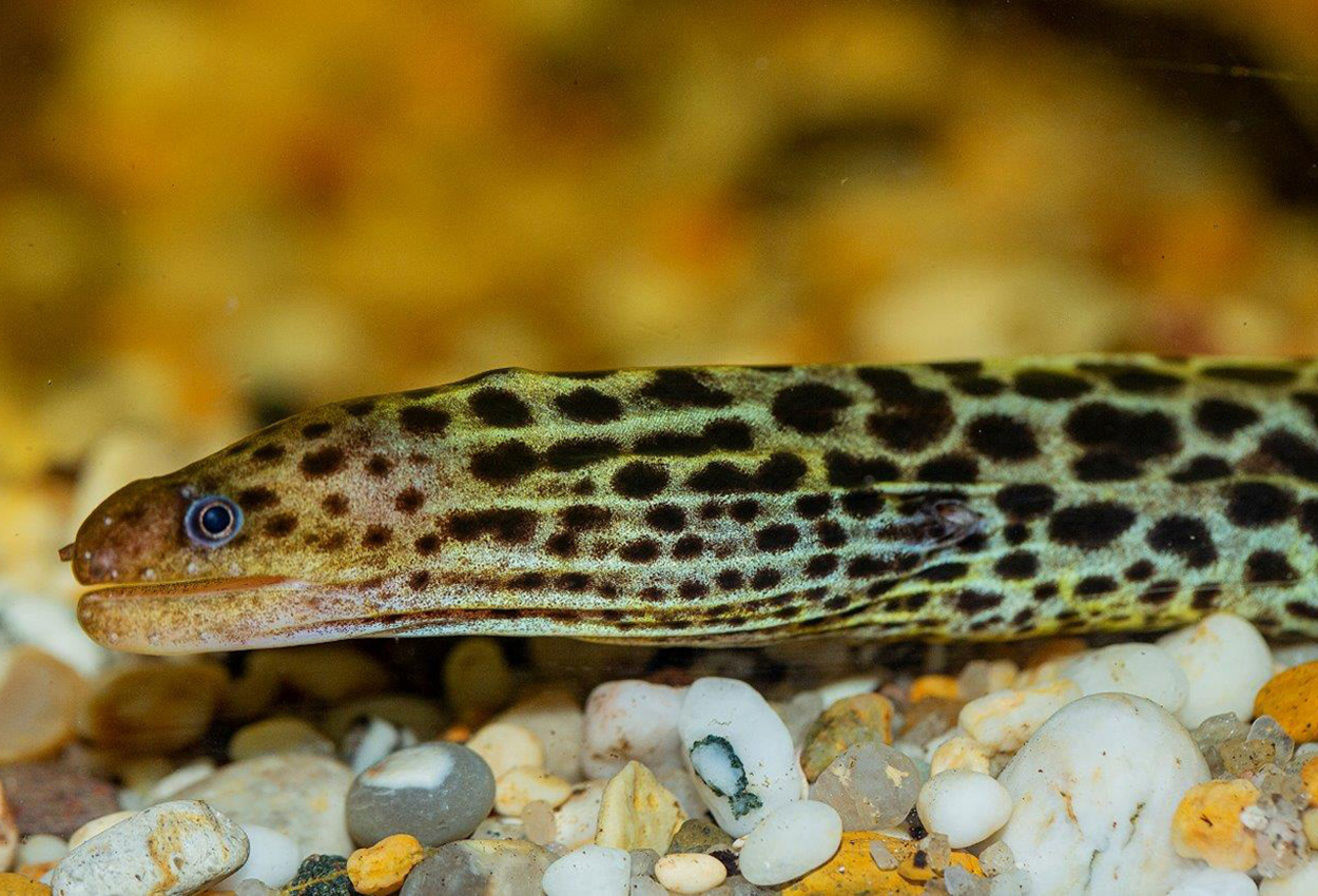 Prickig sötvattensmuräna, leopardmuräna (Gymnothorax polyuranodon)