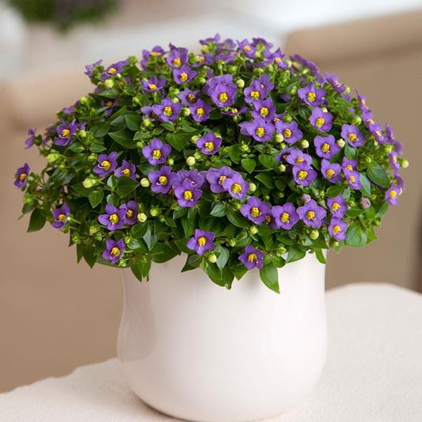 Blåöga 'Royal Dane Blue' 2