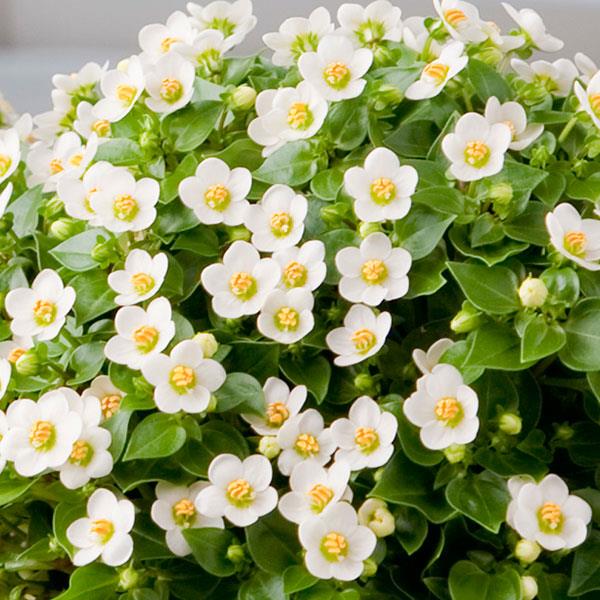 Blåöga 'Royal Dane White'