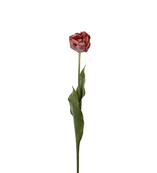 Tulpan - Rosa - 67 cm  - 2
