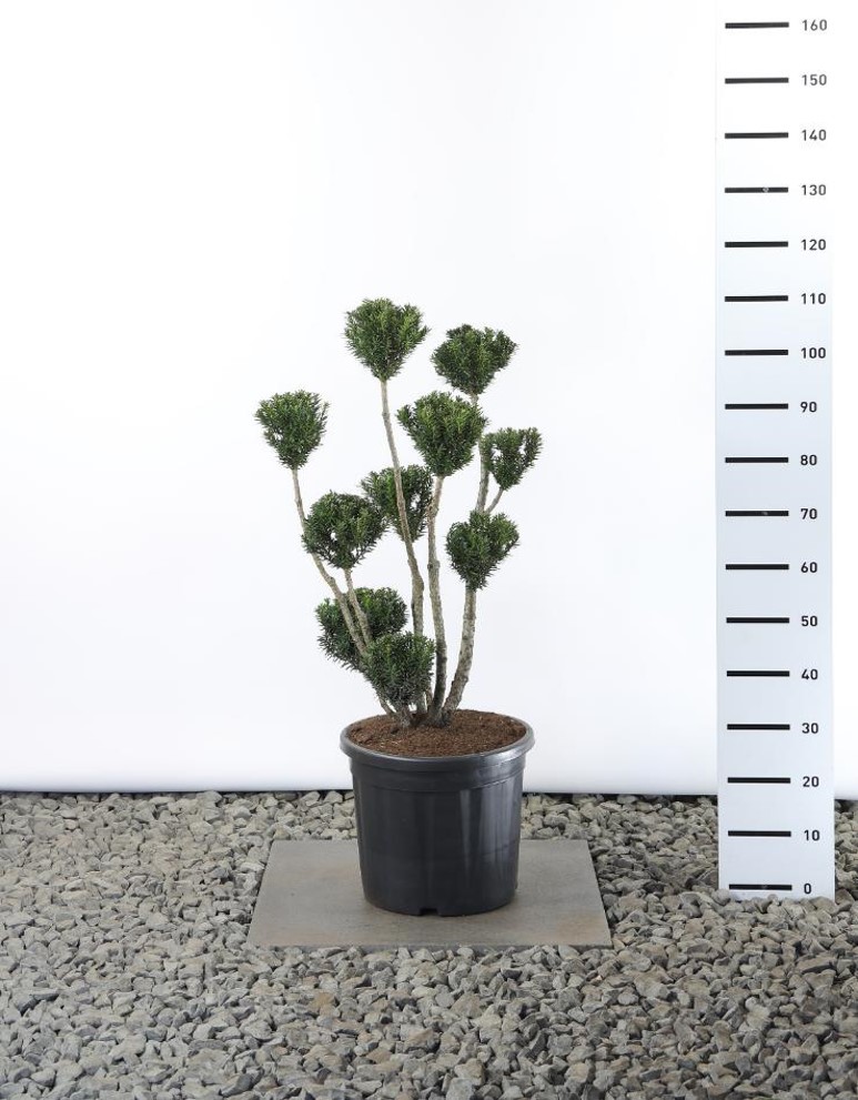 Idegran "Hilli" 60-80 cm 