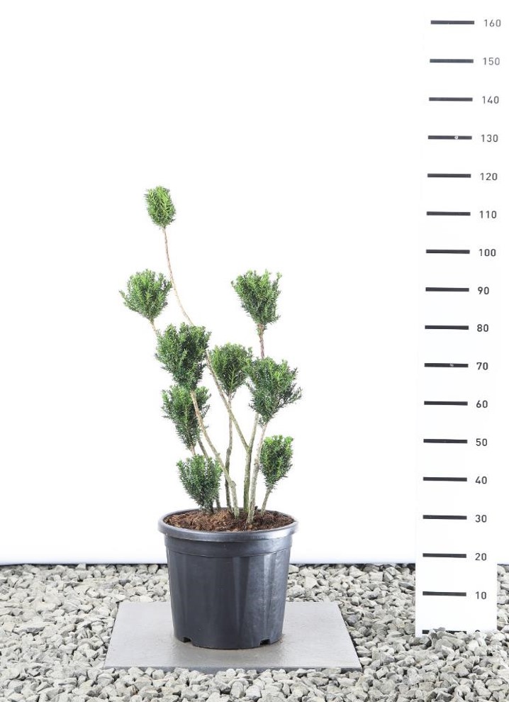 Idegran Hilli 80-100 cm