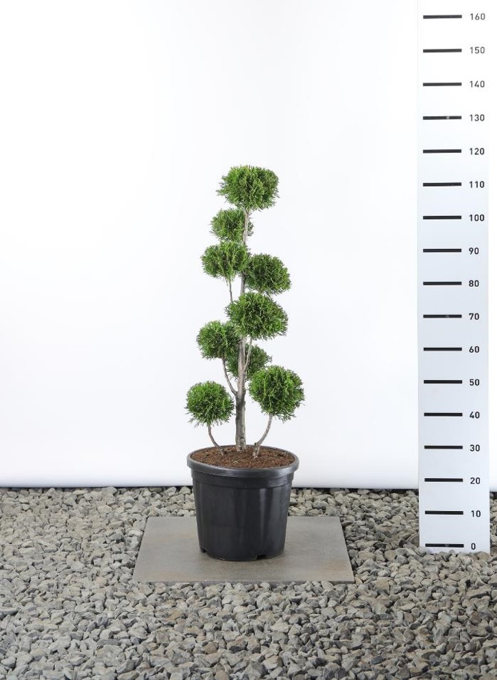 Thuja smaragd 60-80 cm 