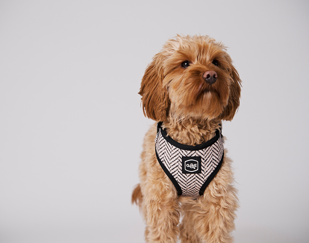 Gustaf &amp; Evita Harness - different variants - 11