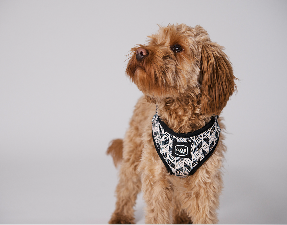 Gustaf &amp; Evita Harness - different variants - 15