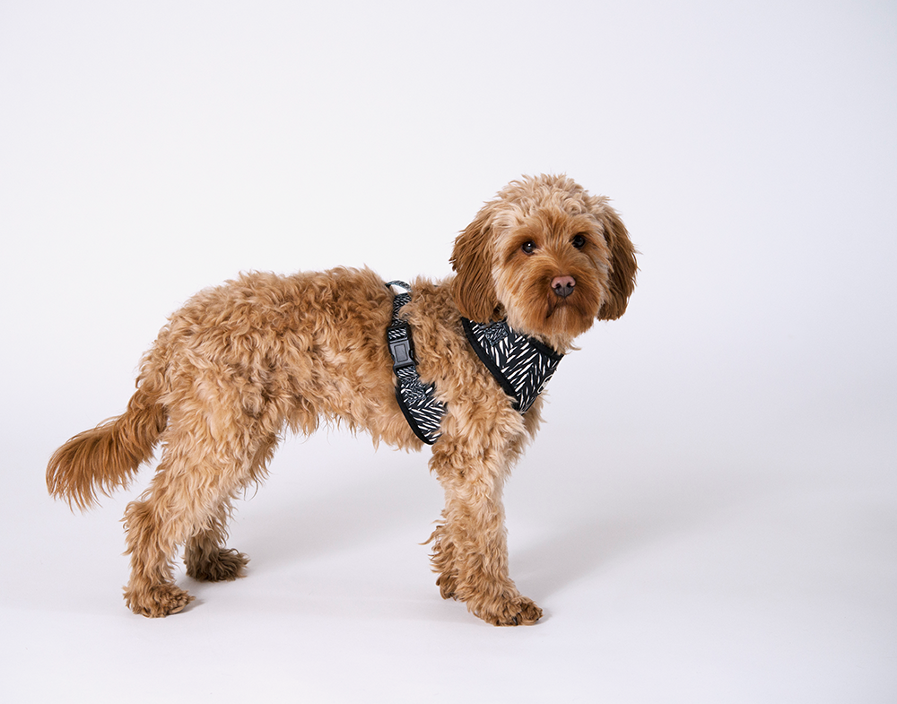 Gustaf &amp; Evita Harness - different variants - 9