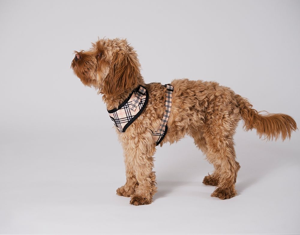 Gustaf &amp; Evita Harness - different variants - 10