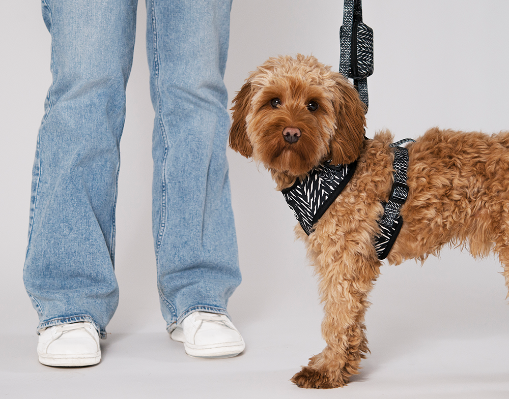 Gustaf &amp; Evita Harness - different variants - 16